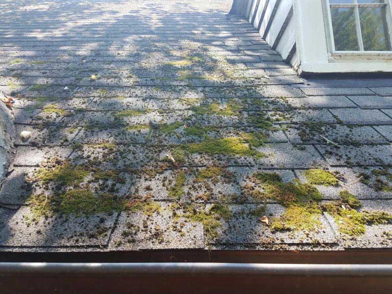 moss-growing-on-a-roof