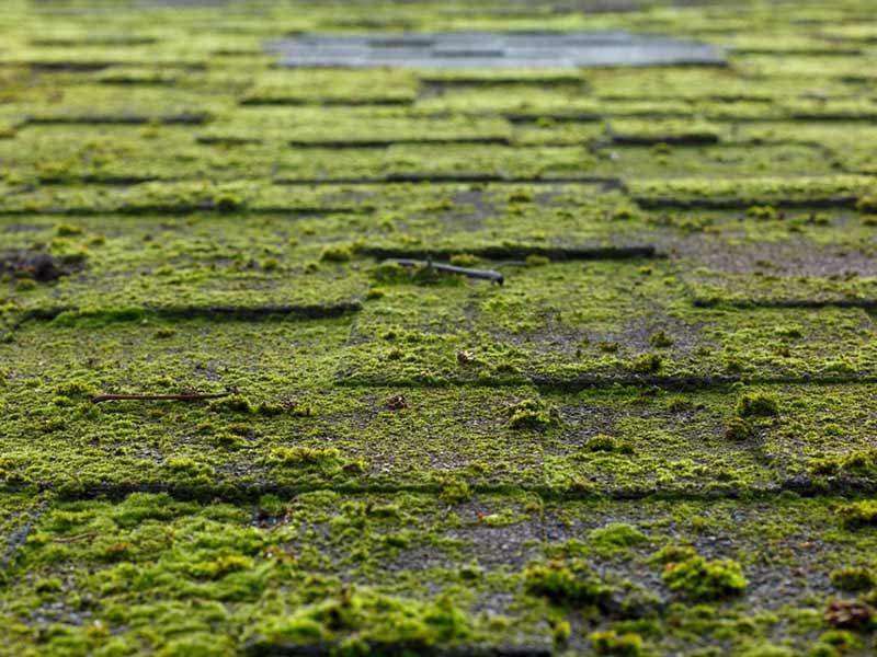 Featured image for “How to Stop Moss Growing on Your Roof in 5 Steps”