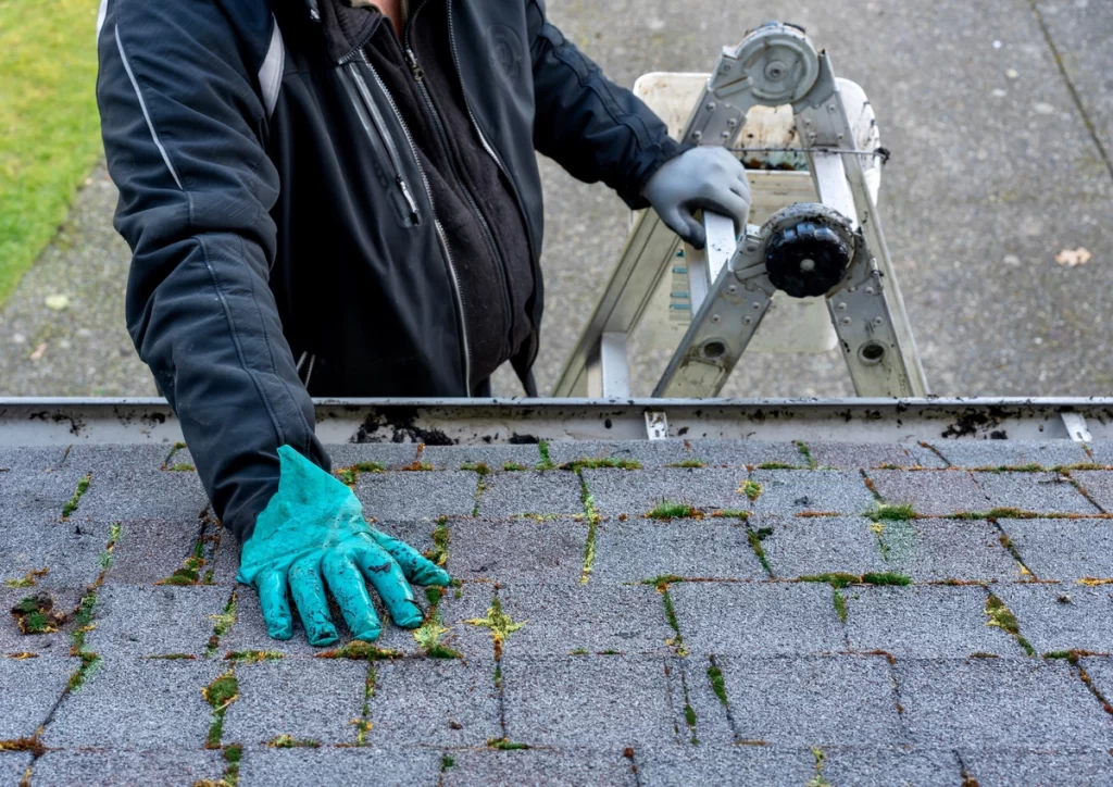 examining moss on a roof