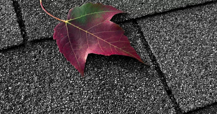 leaf on asphalt shingles