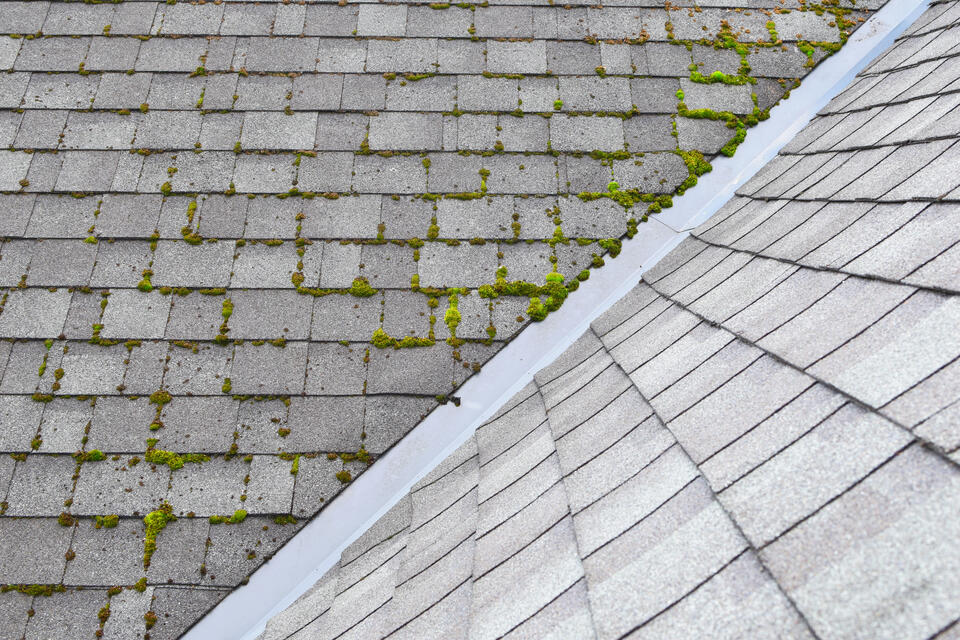 moss on roof-close view of moss growing on a light gray roof