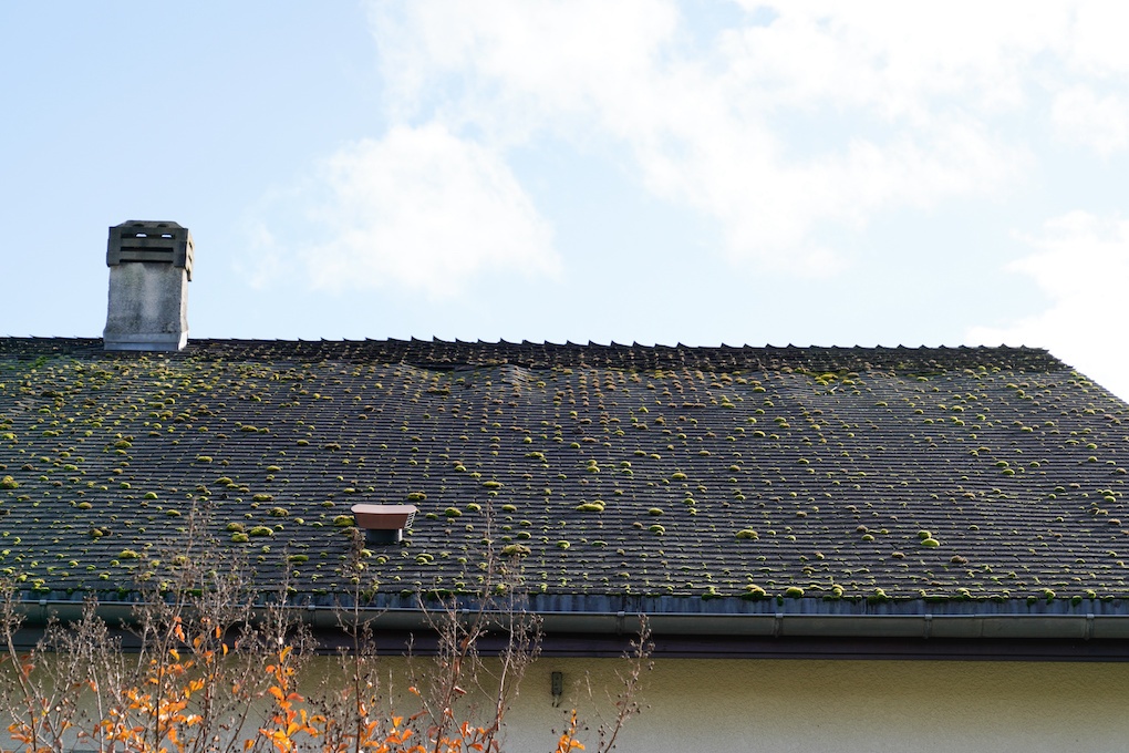 roof covered in algae effecting the roof repair cost