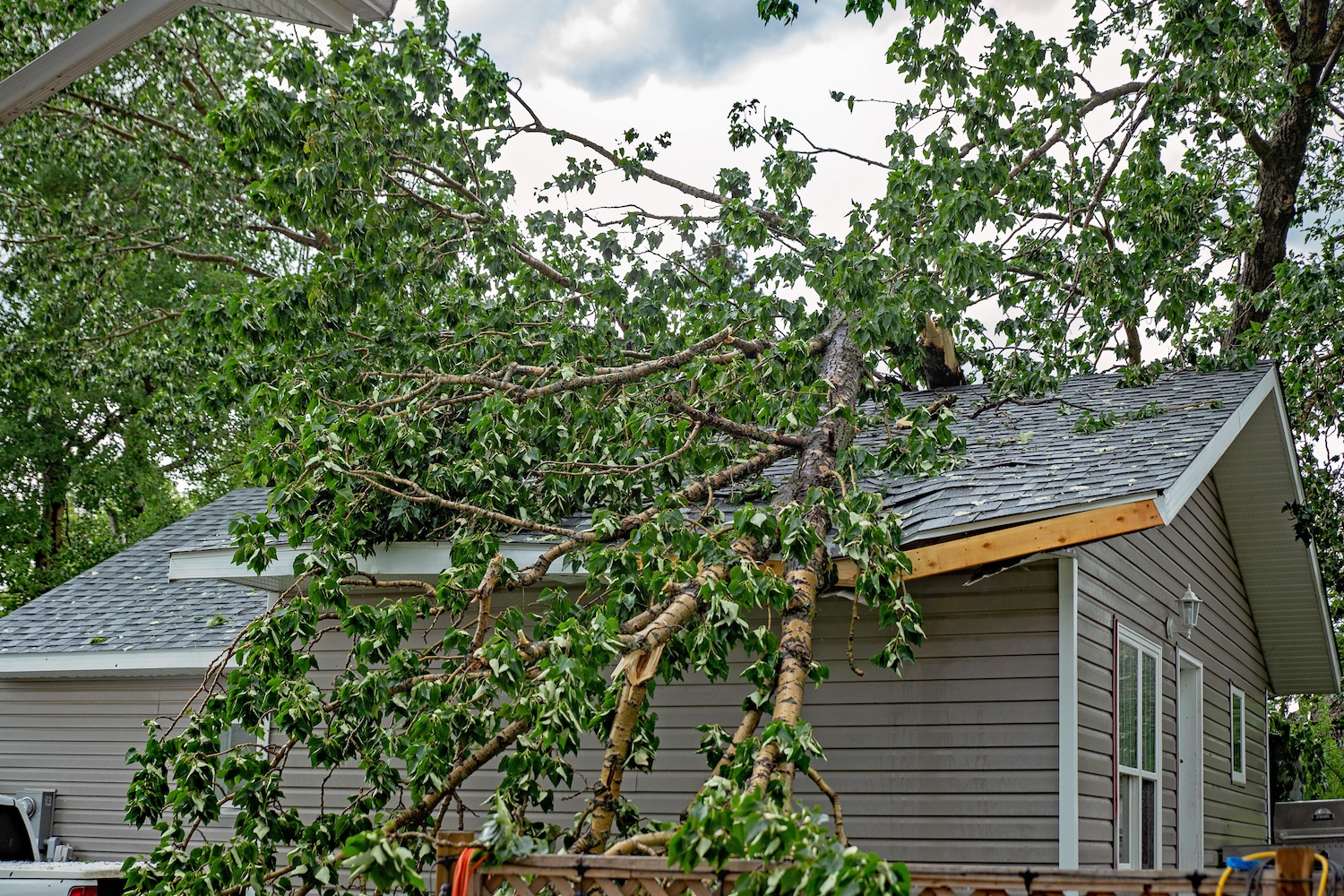 A large tree with green leaves fallen on a residential rooftop during a summer storm